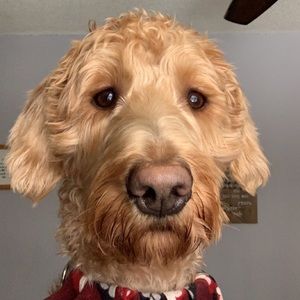 Meet your Posher, Daisy